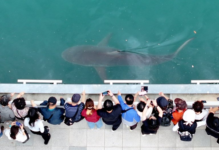 South Korea embraces a huge shark slowly circling a canal in the country's biggest port city | iNFOnews.ca