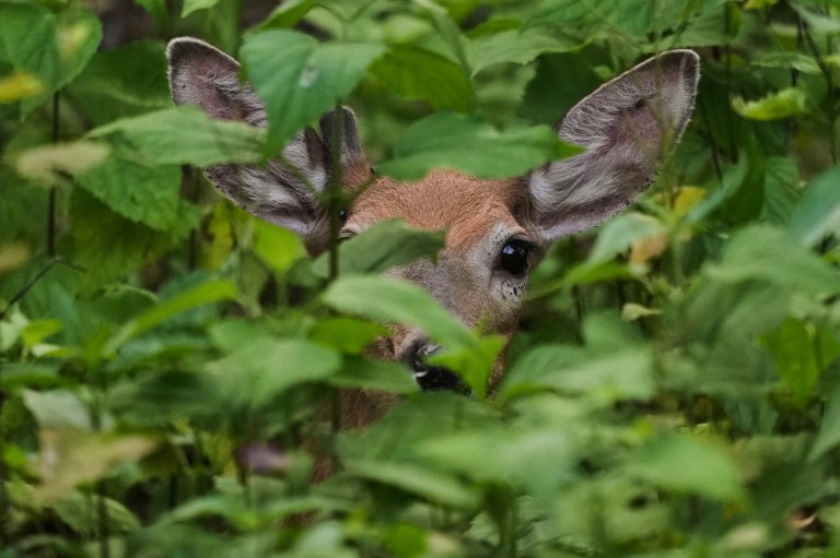 B.C. investigating possible case of deer disease in Okanagan | iNFOnews.ca