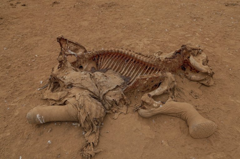 Farmers in Kenya dispute that cyanide poisoning could have killed 15 elephants | iNFOnews.ca