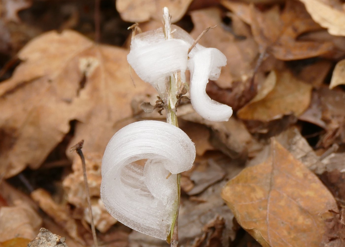 First major cold spell brings magical icy blooms known as frost flowers | iNFOnews.ca First major cold spell brings magical icy blooms known as frost flowers | iNFOnews.ca