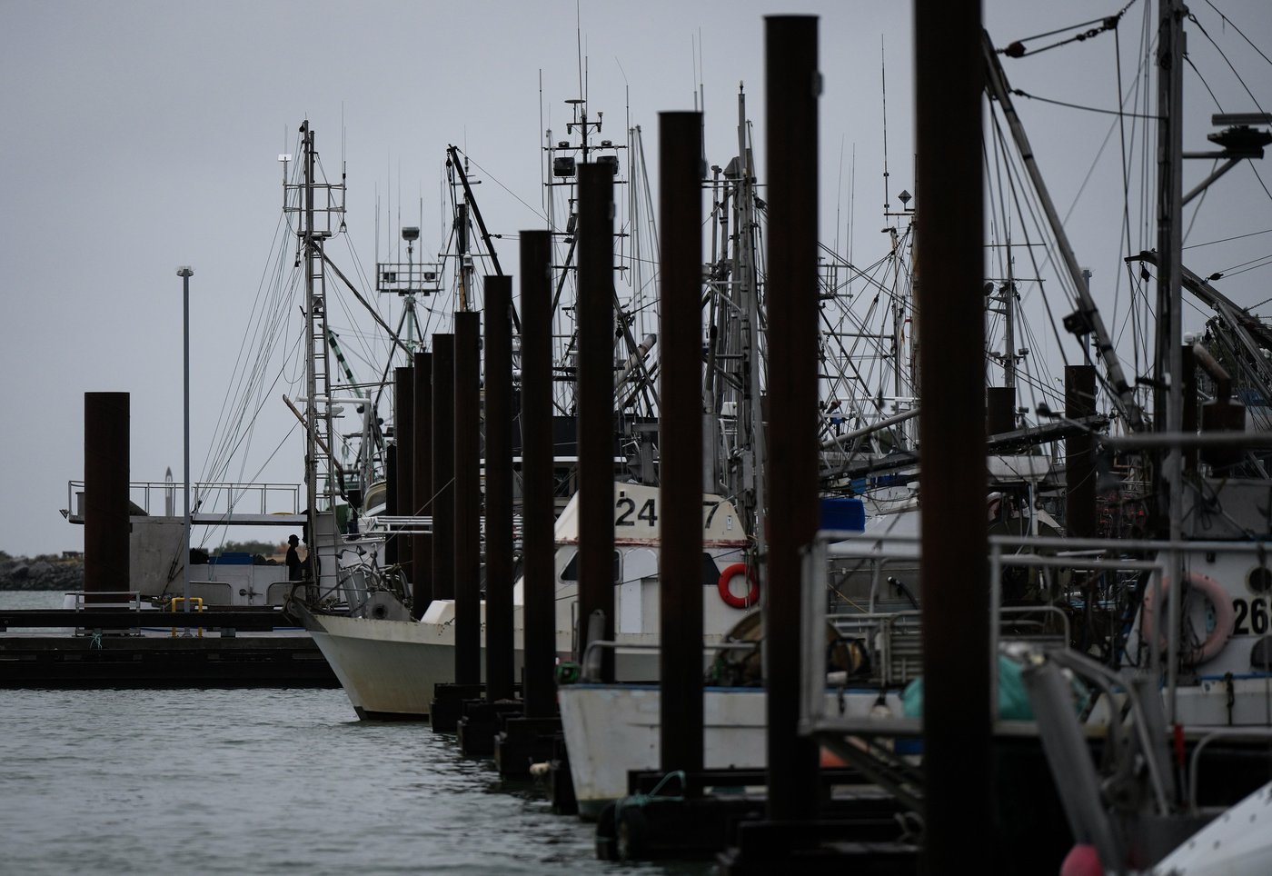 B.C's charity herring sale is back on. But hundreds of sea lions feasted first | iNFOnews.ca