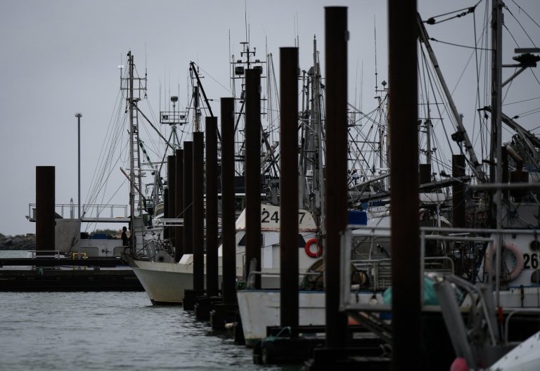 B.C's charity herring sale is back on. But hundreds of sea lions feasted first | iNFOnews.ca