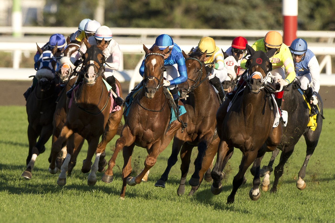 Tom’s Magic wins Breeders' Stakes, the final jewel of Canadian Triple Crown | iNFOnews.ca