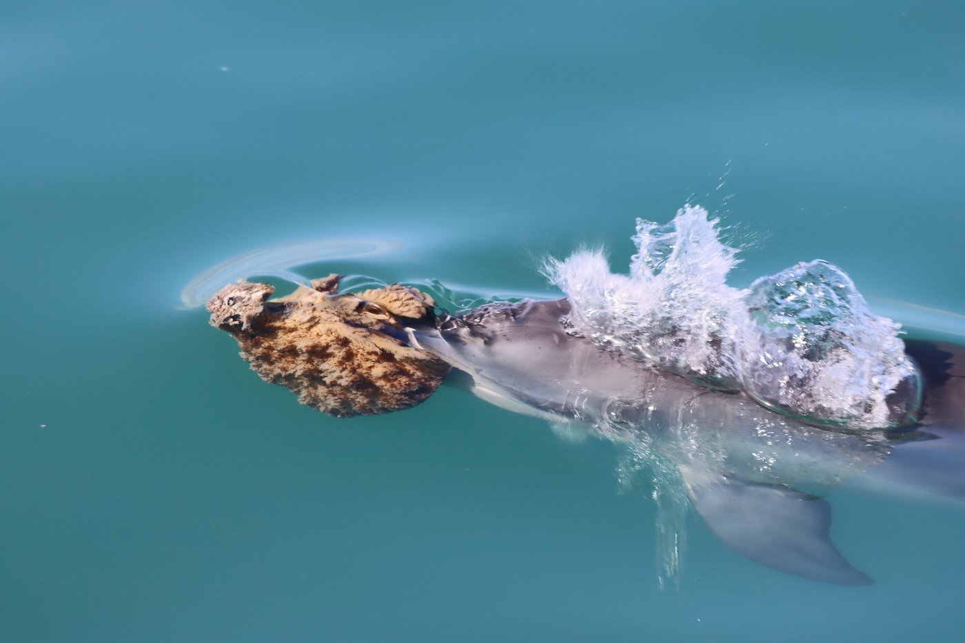 Some Australian dolphins use sponges to hunt fish, but it's harder than it looks | iNFOnews.ca Some Australian dolphins use sponges to hunt fish, but it's harder than it looks | iNFOnews.ca