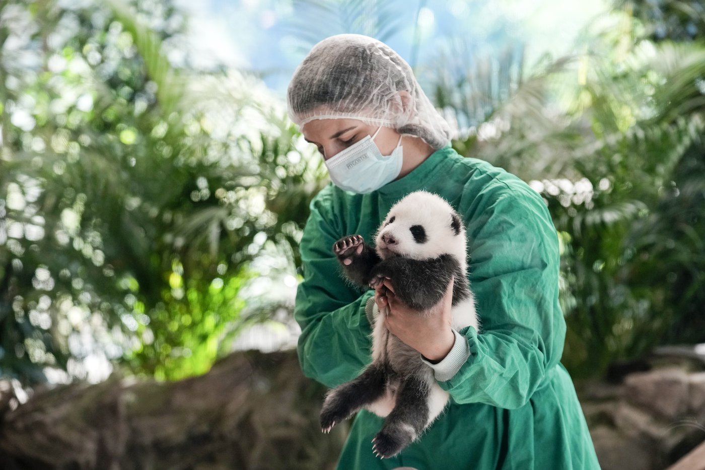 PHOTO COLLECTION: Germany Giant Pandas | iNFOnews.ca PHOTO COLLECTION: Germany Giant Pandas | iNFOnews.ca
