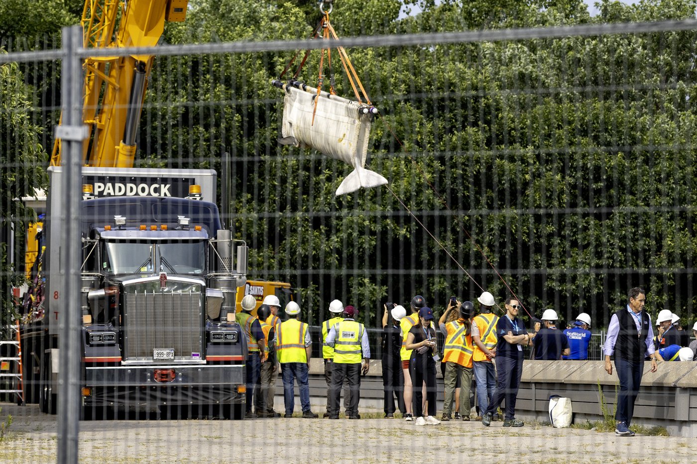 Six whales moved out of Marineland in 'complex' operation, headed to U.S. aquariums | iNFOnews.ca