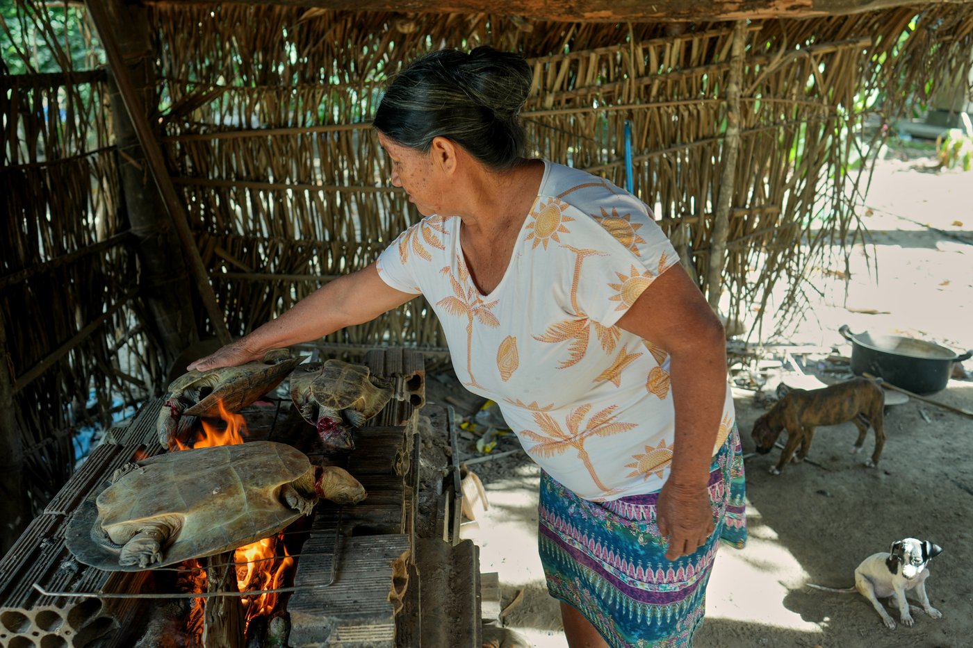 A conflict over cattle in Brazil's Amazon highlights tensions for Indigenous peoples | iNFOnews.ca A conflict over cattle in Brazil's Amazon highlights tensions for Indigenous peoples | iNFOnews.ca