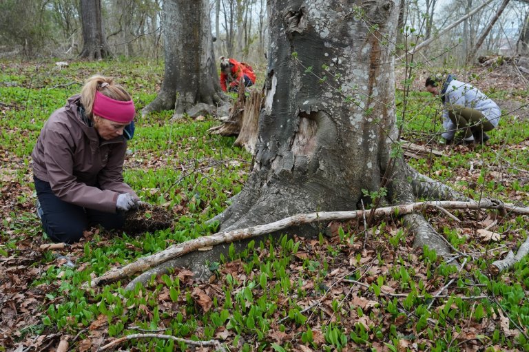 Trees are magic. In Newport, volunteers are working to expand their healthy reach | iNFOnews.ca