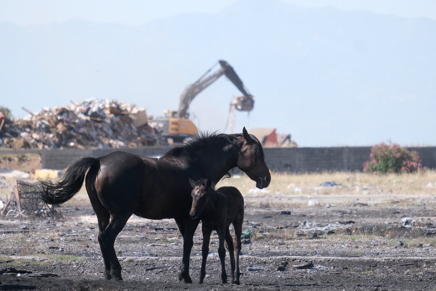 Animal welfare activists in Montenegro worry about horses in Europe's scorching heat | iNFOnews.ca Animal welfare activists in Montenegro worry about horses in Europe's scorching heat | iNFOnews.ca