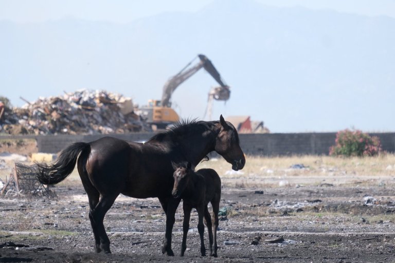 Animal welfare activists in Montenegro worried about horses in scorching European heat | iNFOnews.ca
