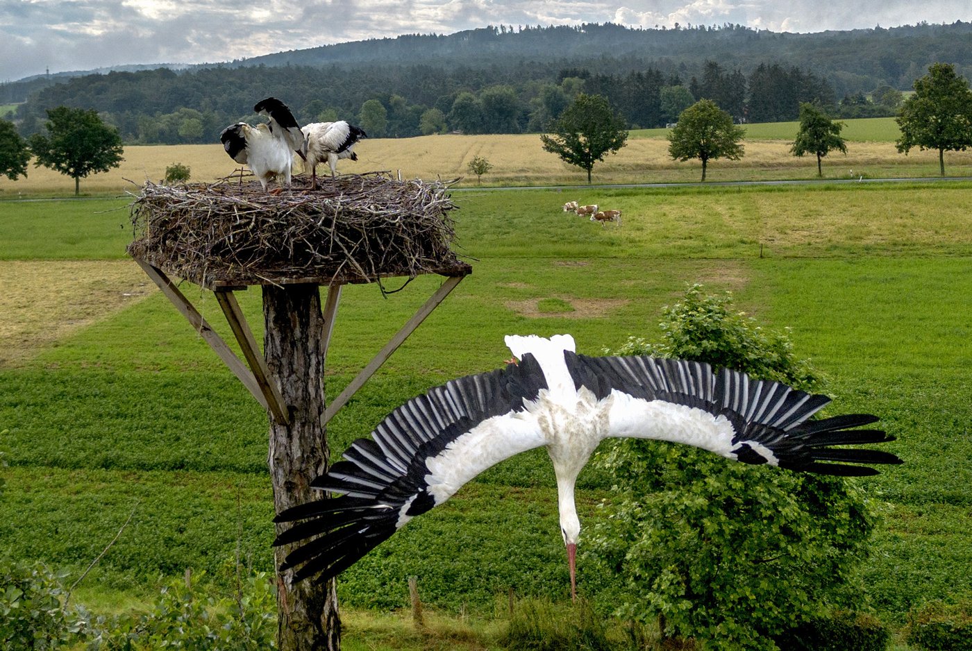 PHOTO COLLECTION: Climate Environment Germany Nature | iNFOnews.ca