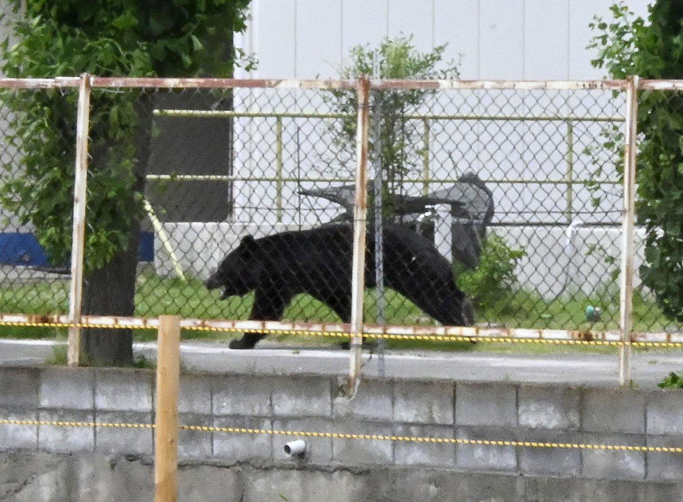 A bear injures 4 people in a residential area of Japan as attacks rise | iNFOnews.ca