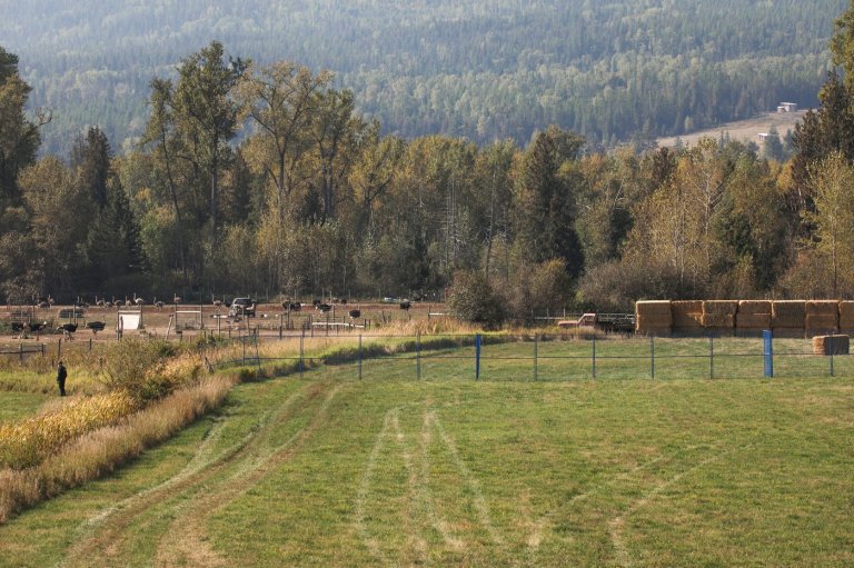 Photo Gallery: Ostrich farm granted stay on cull | iNFOnews.ca