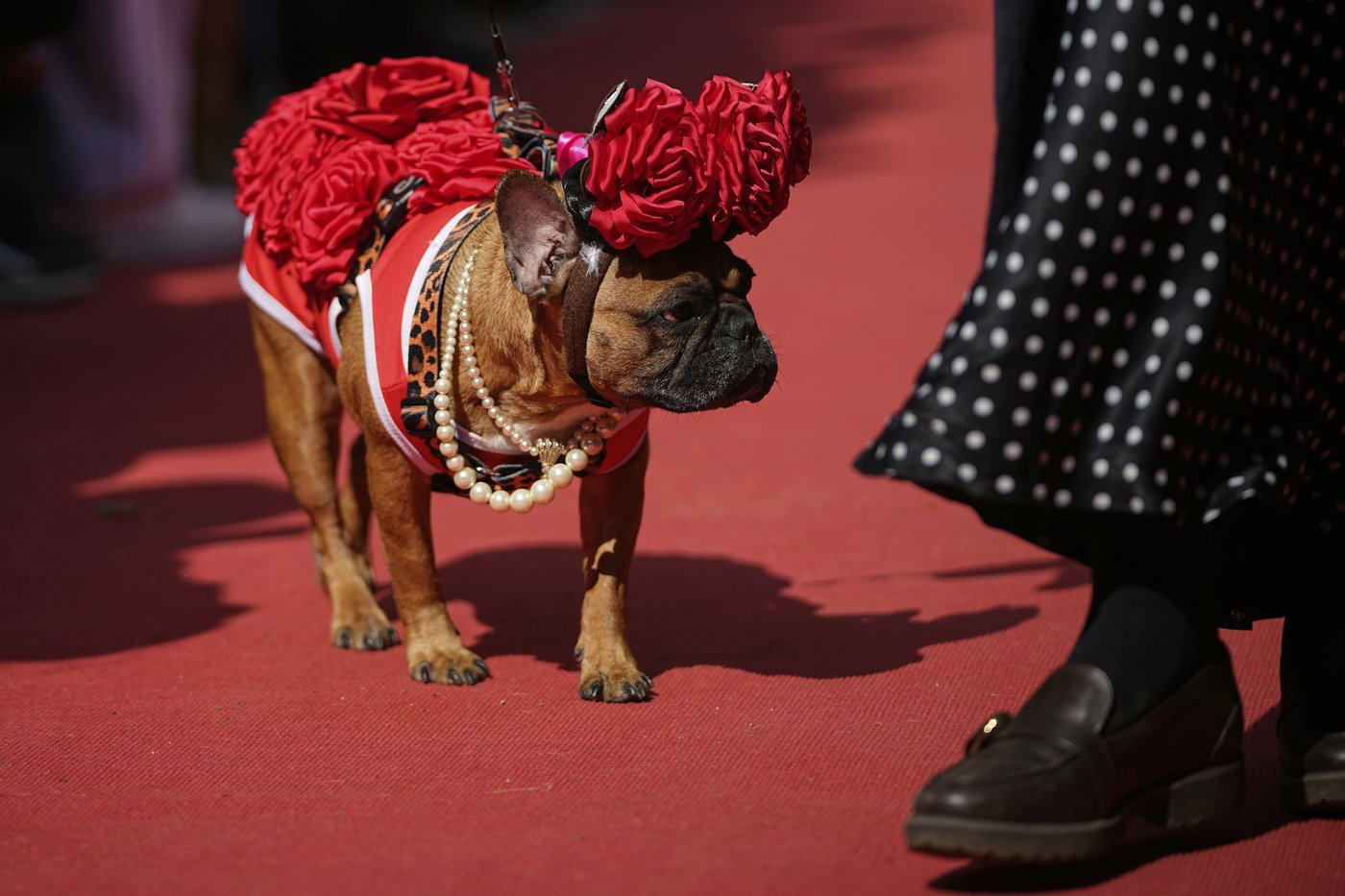 PHOTO COLLECTION: Russia French Bulldogs Parade | iNFOnews.ca PHOTO COLLECTION: Russia French Bulldogs Parade | iNFOnews.ca