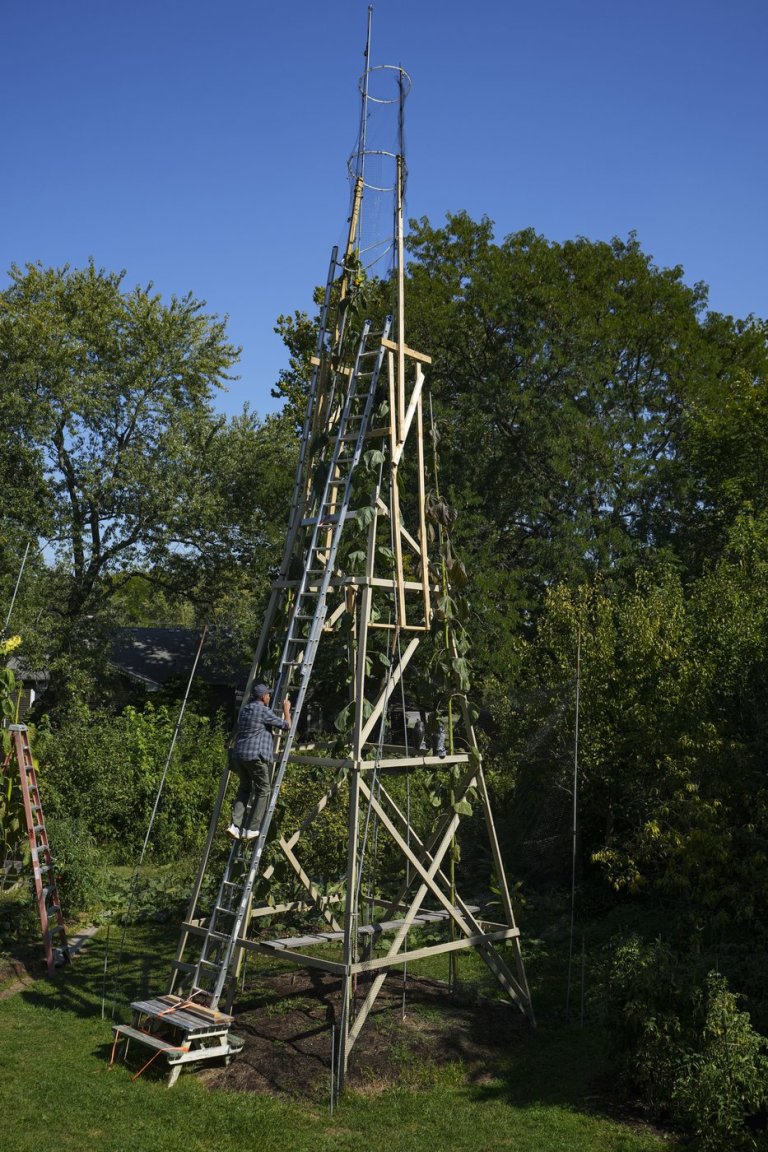 The world's tallest sunflower blooms in an Indiana backyard as a tribute to Ukraine | iNFOnews.ca