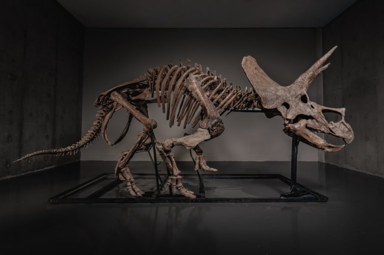 Triceratops skeleton 'Trey' to hit the auction block as dinosaur market soars | iNFOnews.ca