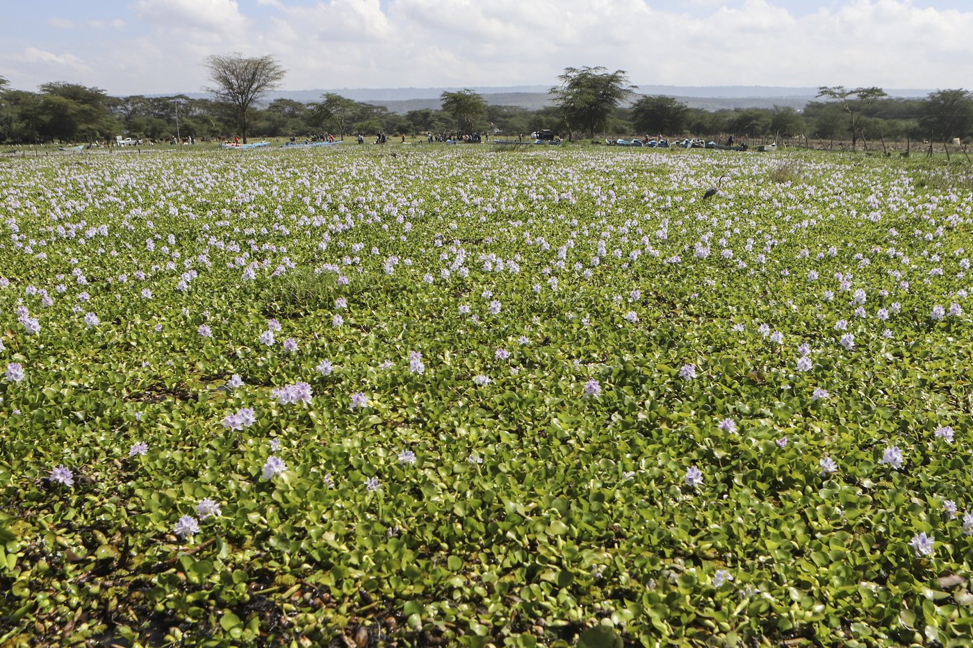 How the invasive water hyacinth is threatening fishermen's livelihoods on a popular Kenyan lake | iNFOnews.ca