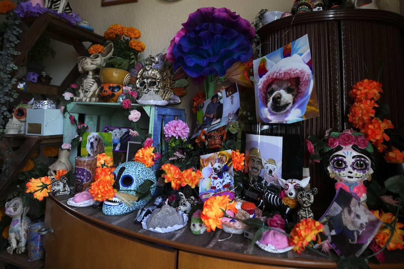 Pets join Mexico's Day of the Dead celebrations, as Fido and Tiger get their own altars | iNFOnews.ca Pets join Mexico's Day of the Dead celebrations, as Fido and Tiger get their own altars | iNFOnews.ca