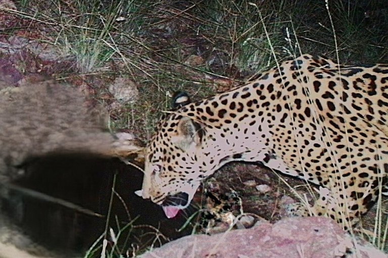 A new jaguar spotted in Arizona points to progress in the endangered species' recovery | iNFOnews.ca
