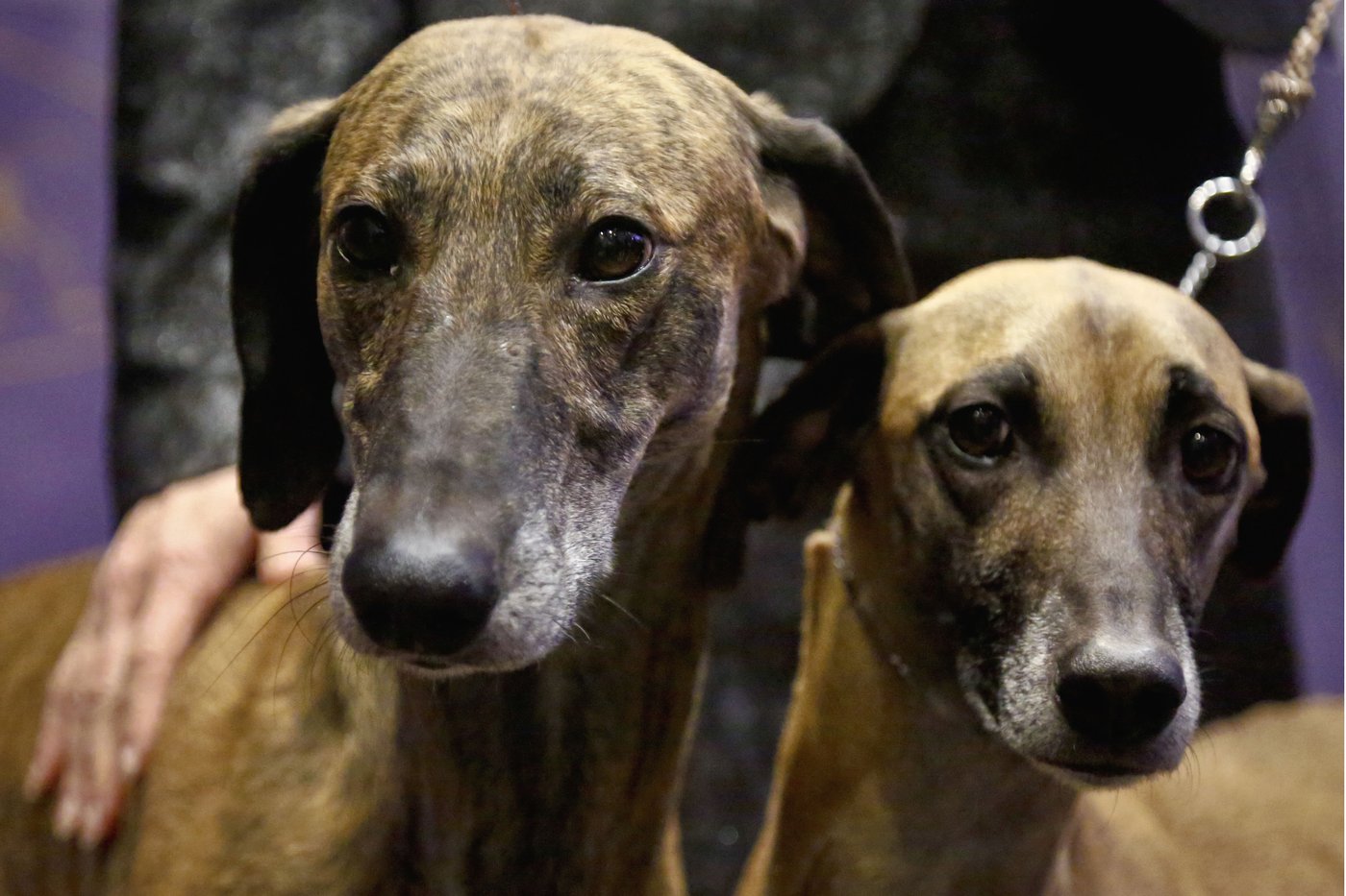 Dog Show 101: What's what at the Westminster Kennel Club | iNFOnews.ca