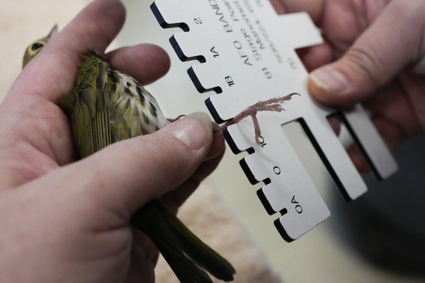 Avian enthusiasts try to counter the deadly risk of Chicago high-rises for migrating birds | iNFOnews.ca
