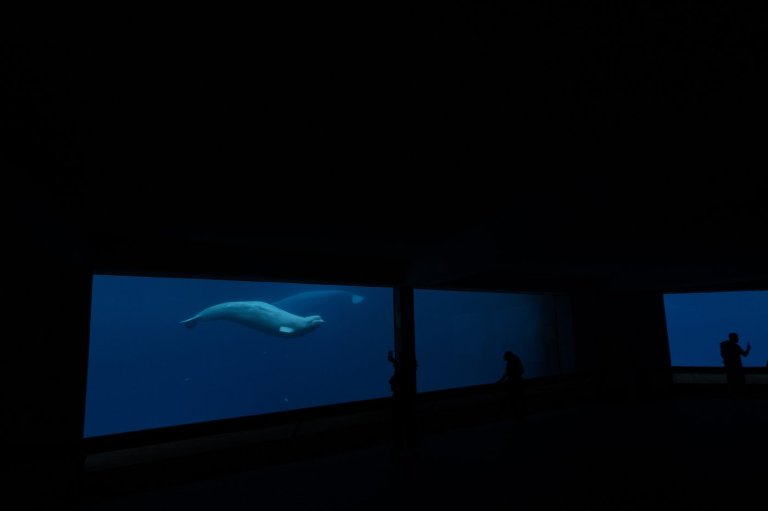 Marineland's request for federal funds to care for belugas 'inappropriate': minister | iNFOnews.ca