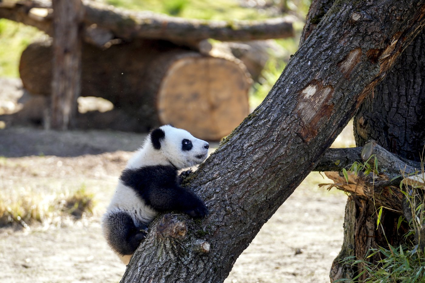 PHOTO COLLECTION: Germany Panda Cubs Outdoors | iNFOnews.ca