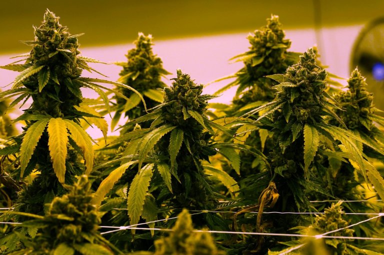 Virginia to allow recreational marijuana to be sold in retail stores beginning in 2027 | iNFOnews.ca