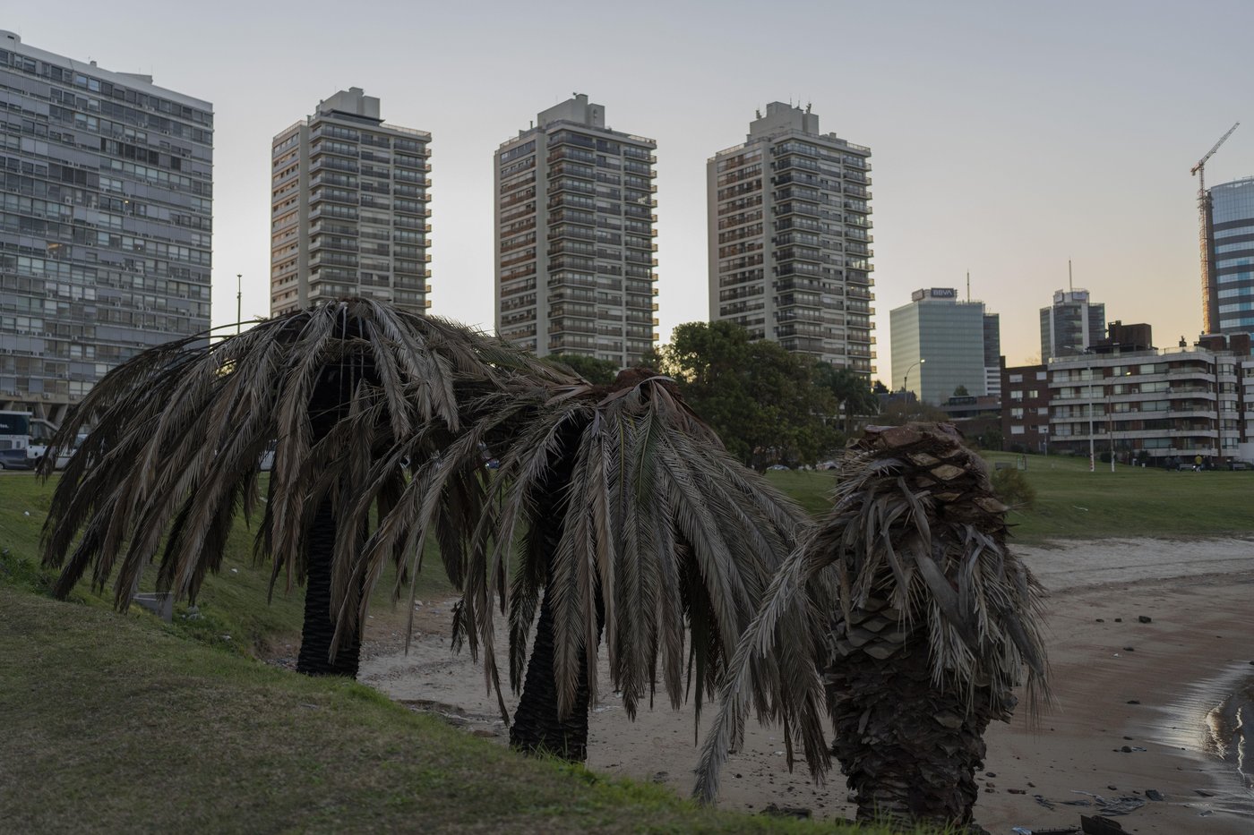 Uruguay confronts a powerful new threat to its palm trees: A tiny red bug | iNFOnews.ca Uruguay confronts a powerful new threat to its palm trees: A tiny red bug | iNFOnews.ca