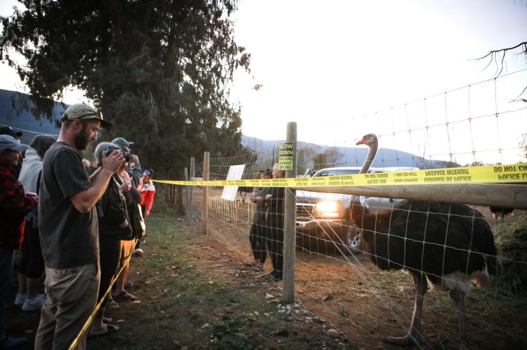 Stay of ostrich cull in southeast B.C. an ongoing potential health risk, CFIA says | iNFOnews.ca