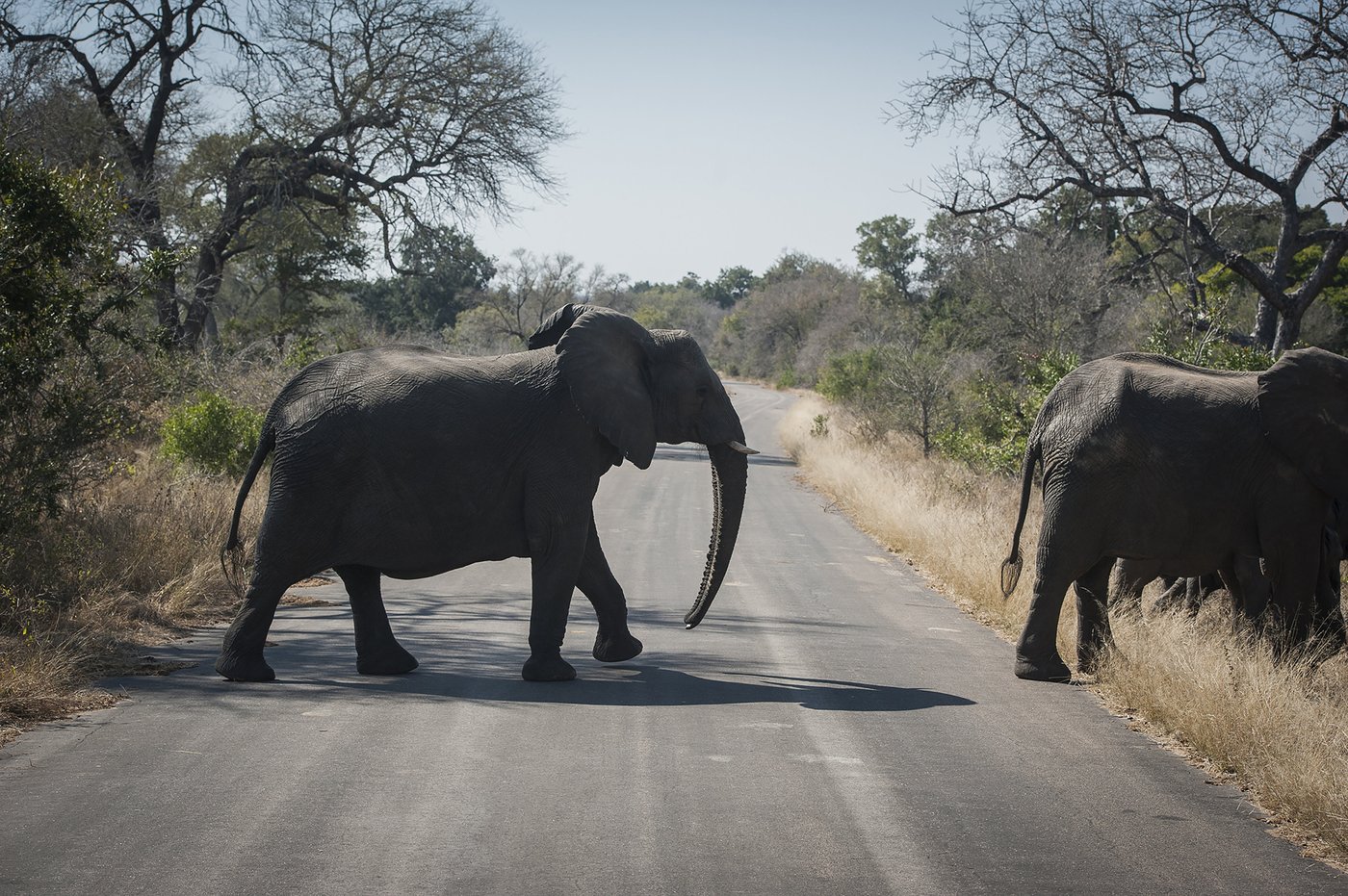 Canadian shot dead at South Africa wildlife park in apparent accident: officials | iNFOnews.ca