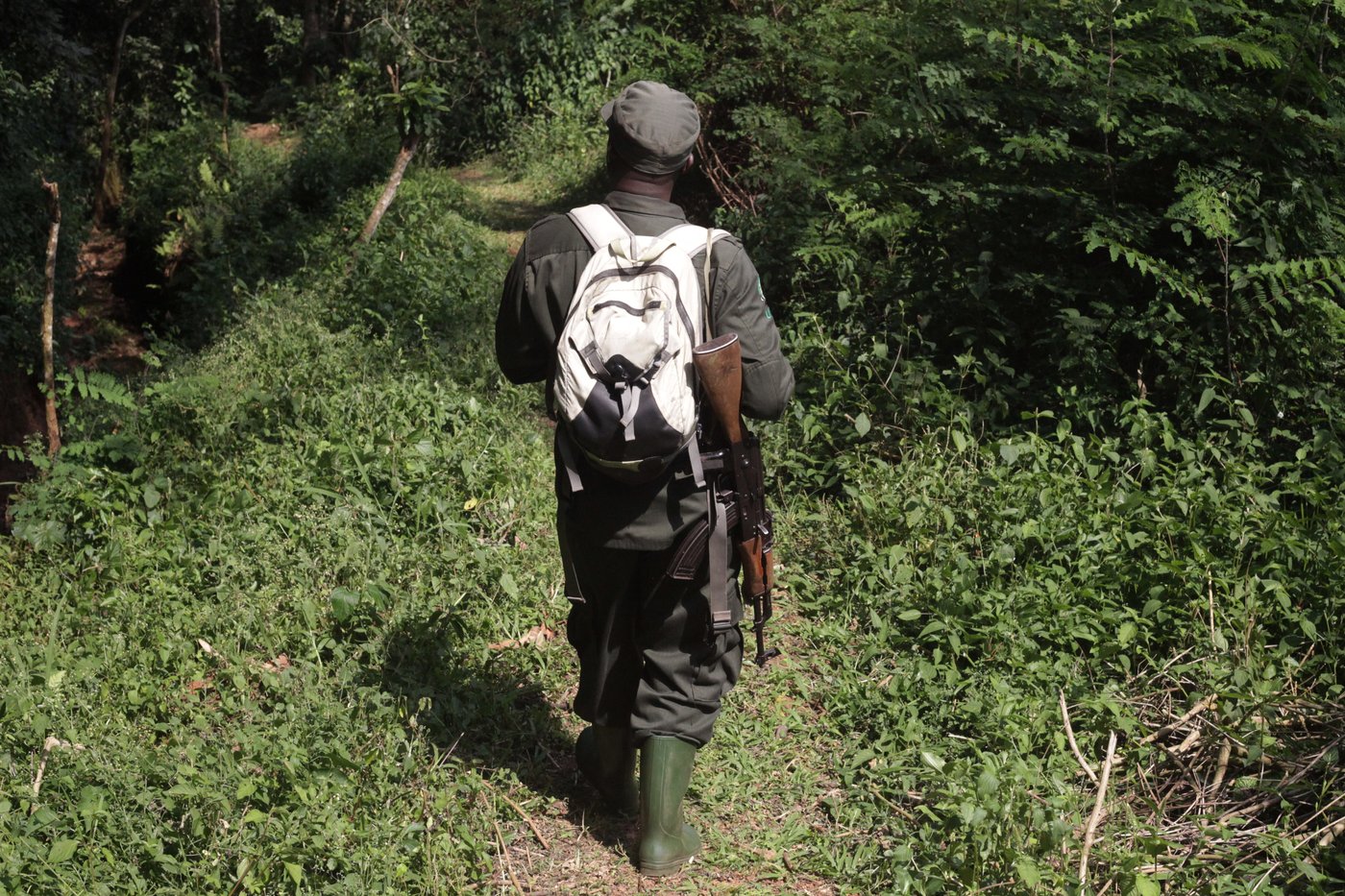 Conservationists connect with chimps in a Ugandan rainforest as they seek a sense of communion | iNFOnews.ca