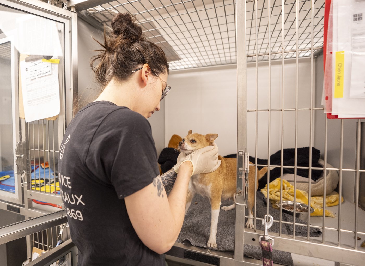 Pet abandonments in Quebec used to spike around Canada Day; now they're year-round | iNFOnews.ca Pet abandonments in Quebec used to spike around Canada Day; now they're year-round | iNFOnews.ca