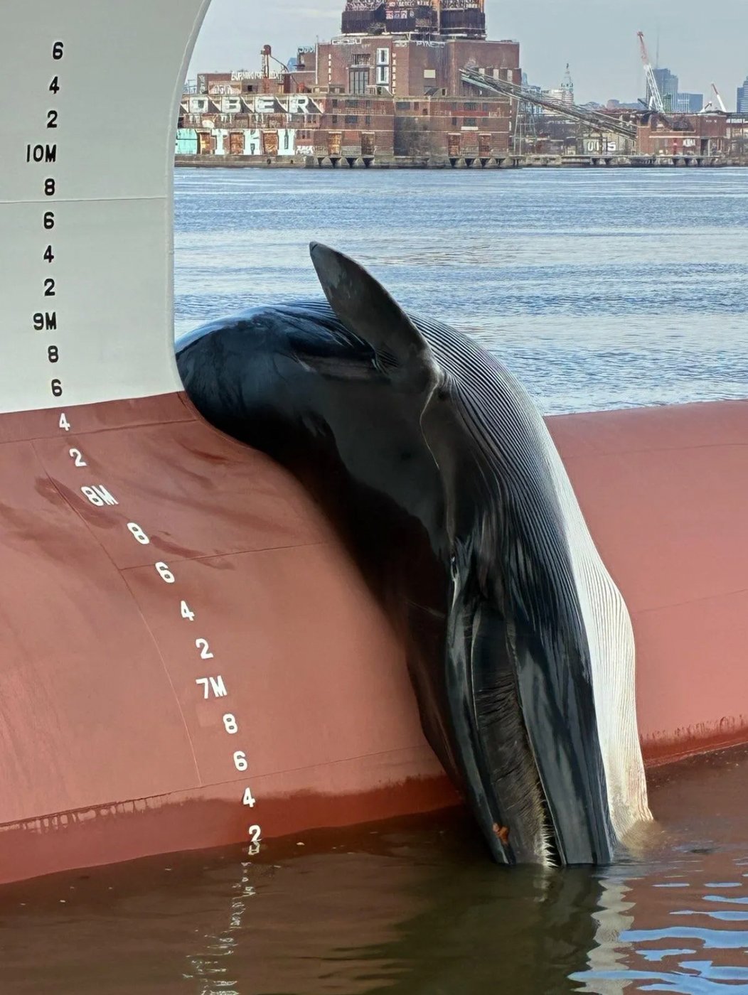 A dead whale found on the bow of a ship in New Jersey sparks an investigation | iNFOnews.ca