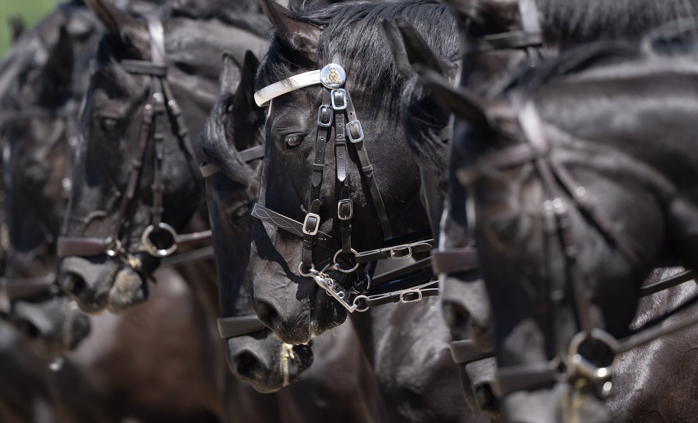 After more than 150 years, the RCMP's Musical Ride is still a living symbol of Canada | iNFOnews.ca After more than 150 years, the RCMP's Musical Ride is still a living symbol of Canada | iNFOnews.ca