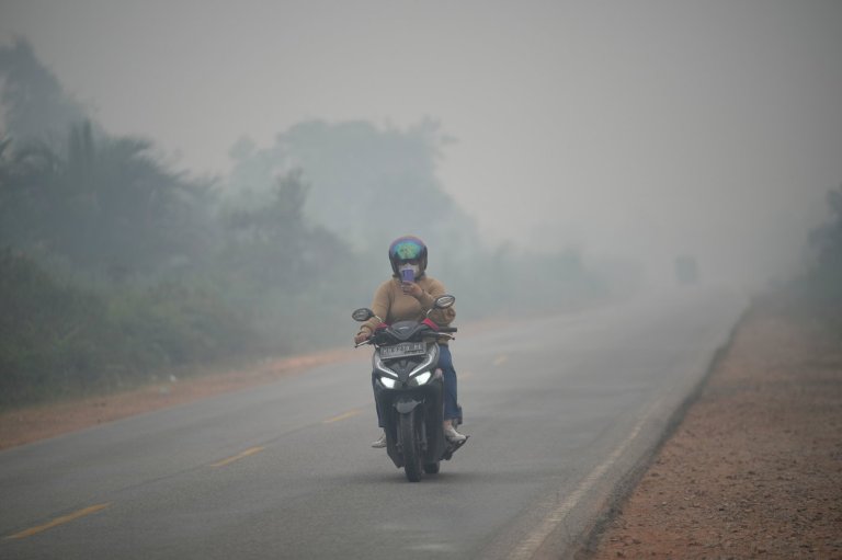 Wildfires threaten Indonesia's orangutans as rescuers find injured animals | iNFOnews.ca