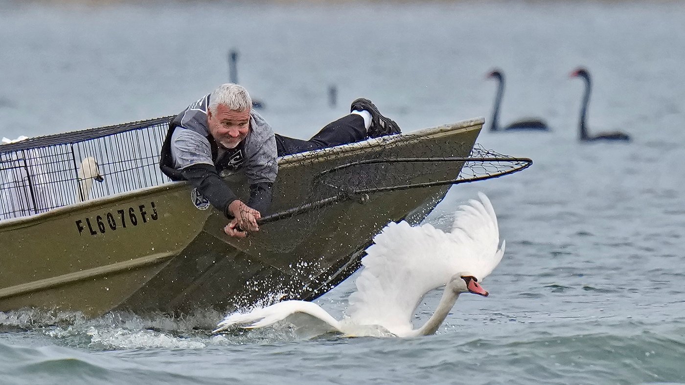 Lakeland's swans, descendants of Queen Elizabeth II's gift, get annual health checkup | iNFOnews.ca Lakeland's swans, descendants of Queen Elizabeth II's gift, get annual health checkup | iNFOnews.ca