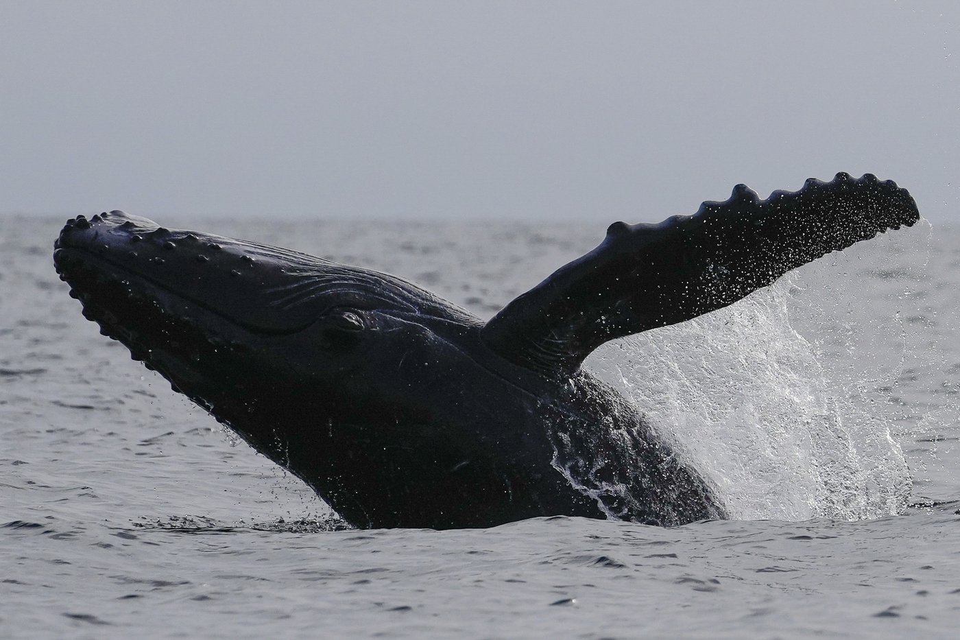 Passengers on B.C. whale watching boat hurt after 'surprise encounter' with humpback | iNFOnews.ca Passengers on B.C. whale watching boat hurt after 'surprise encounter' with humpback | iNFOnews.ca