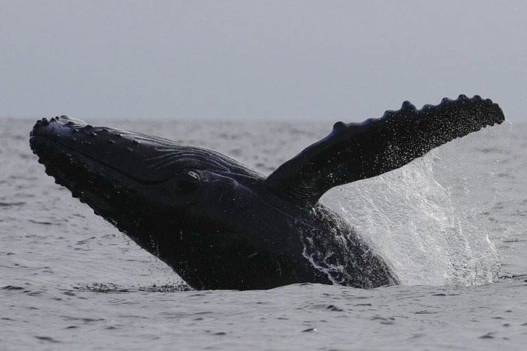 Passengers on B.C. whale watching boat hurt after 'surprise encounter' with humpback | iNFOnews.ca Passengers on B.C. whale watching boat hurt after 'surprise encounter' with humpback | iNFOnews.ca