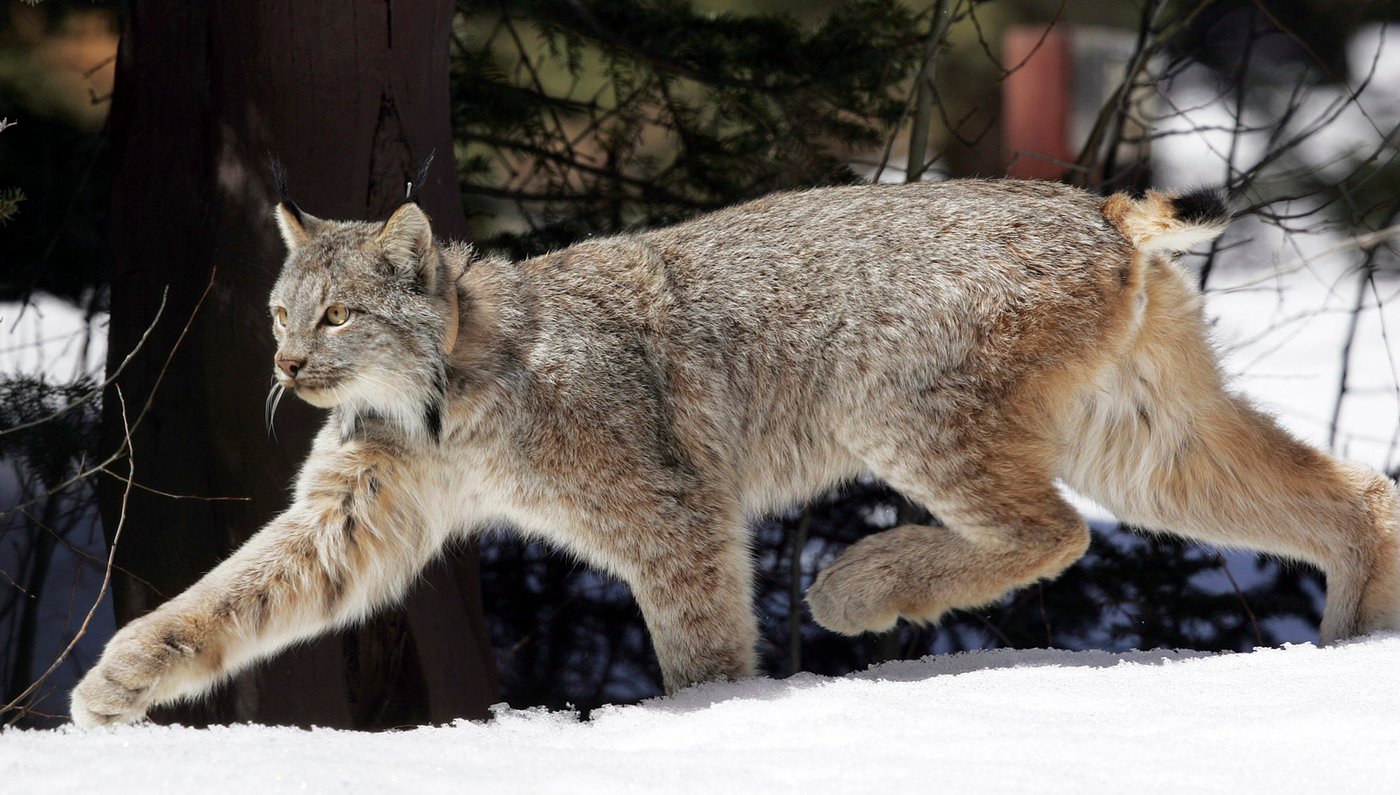 Canada lynx proposed for new habitat protections in US southern Rockies | iNFOnews.ca