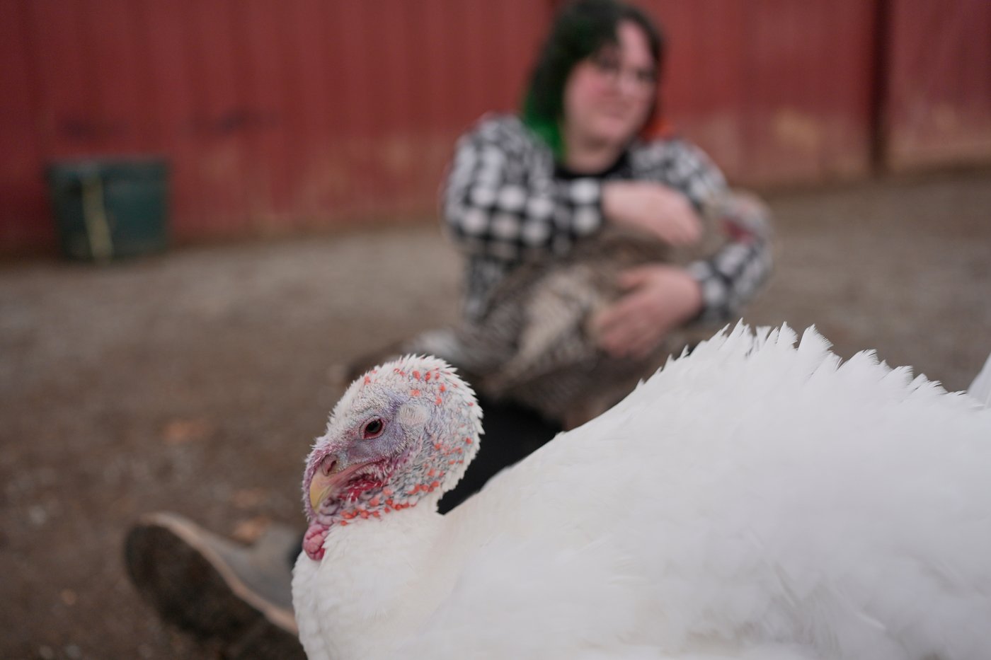 At The Gentle Barn, turkeys are for snuggling, not stuffing at Thanksgiving | iNFOnews.ca At The Gentle Barn, turkeys are for snuggling, not stuffing at Thanksgiving | iNFOnews.ca