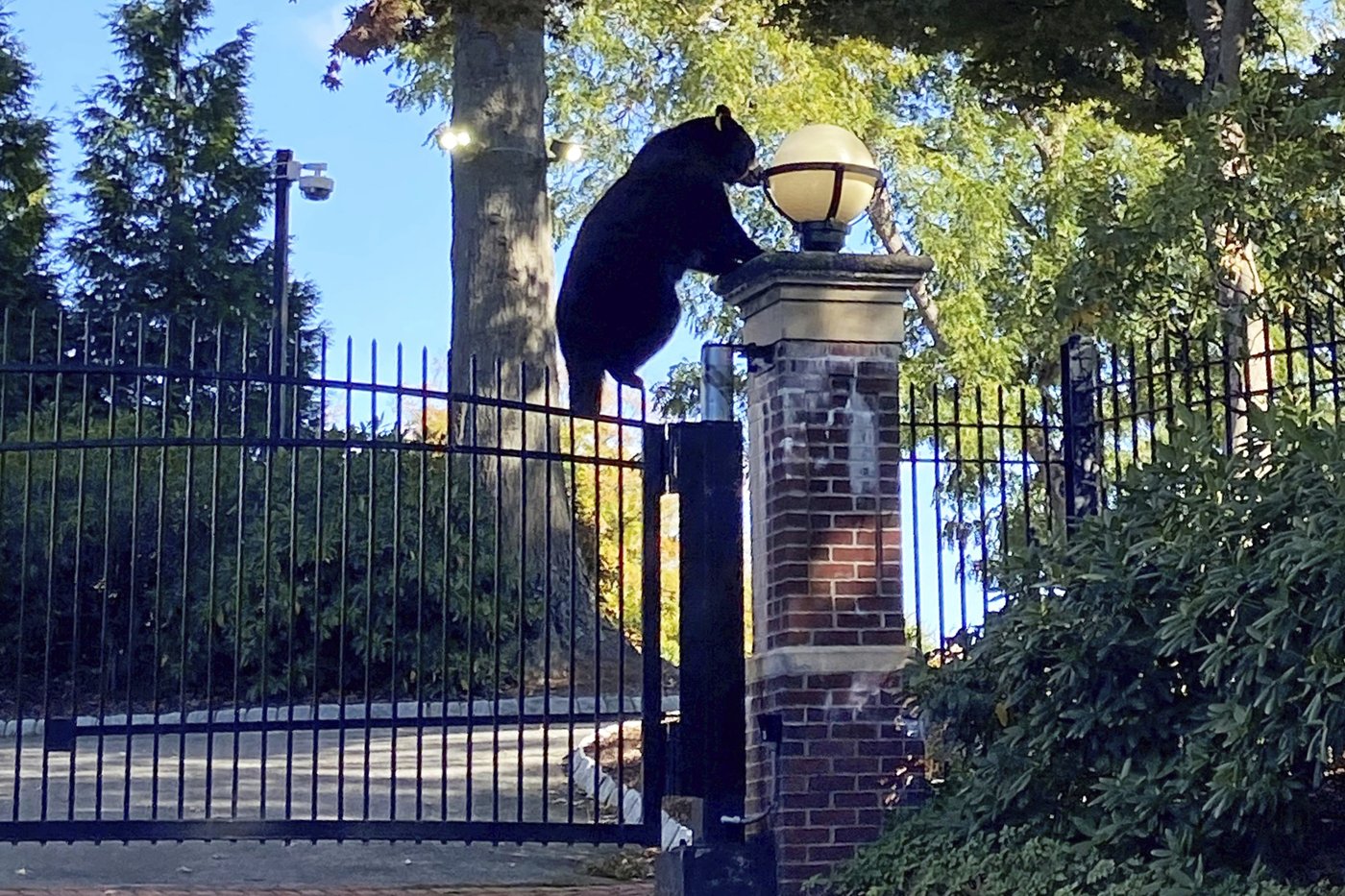 Witnesses can bear-ly believe the surprise visitor at Connecticut governor's estate | iNFOnews.ca