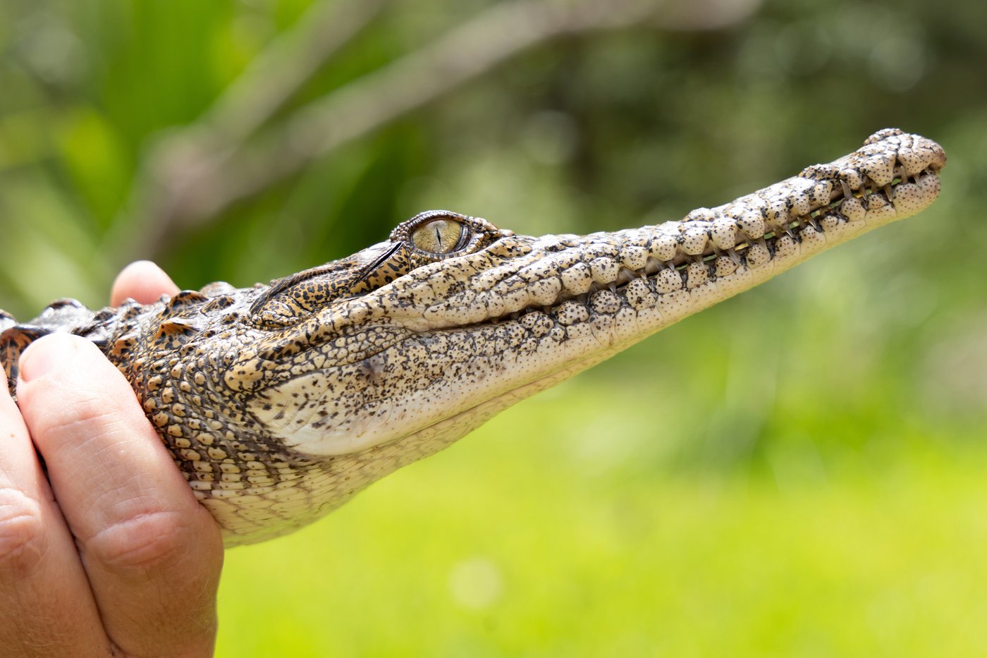 Crocodile caught in an Australian creek 1,200 miles from its tropical habitat | iNFOnews.ca Crocodile caught in an Australian creek 1,200 miles from its tropical habitat | iNFOnews.ca