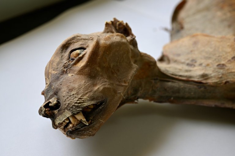 Mummified cheetahs found in Saudi caves shed light on lost populations | iNFOnews.ca