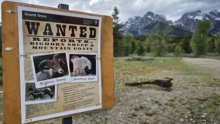 Wanted: The Teton Range’s few remaining mountain goats | iNFOnews.ca