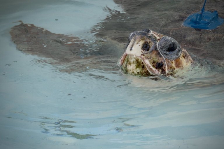 A sea turtle with 3 flippers swims free after Florida rehab, now followed by satellite | iNFOnews.ca