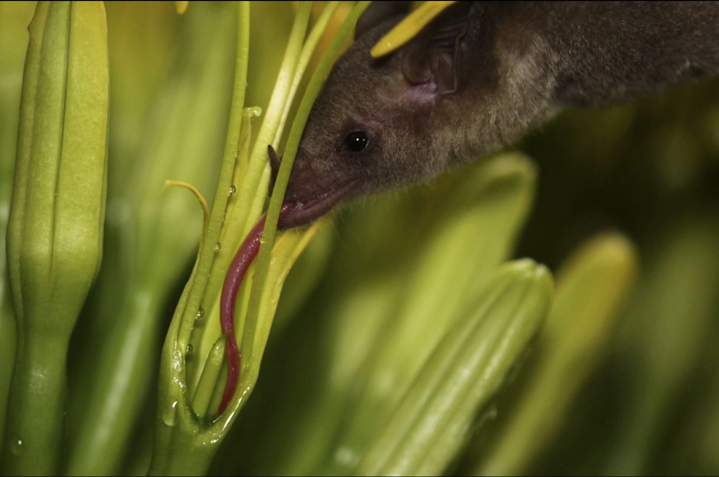 Mexican long-nosed bats are no strangers to southeastern Arizona. The proof is in the saliva | iNFOnews.ca Mexican long-nosed bats are no strangers to southeastern Arizona. The proof is in the saliva | iNFOnews.ca