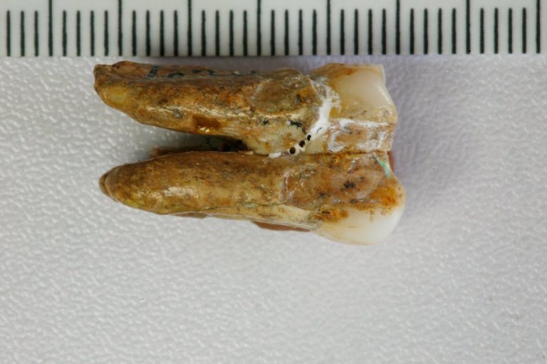 Ancient teeth hint at canoodling between early human relatives | iNFOnews.ca