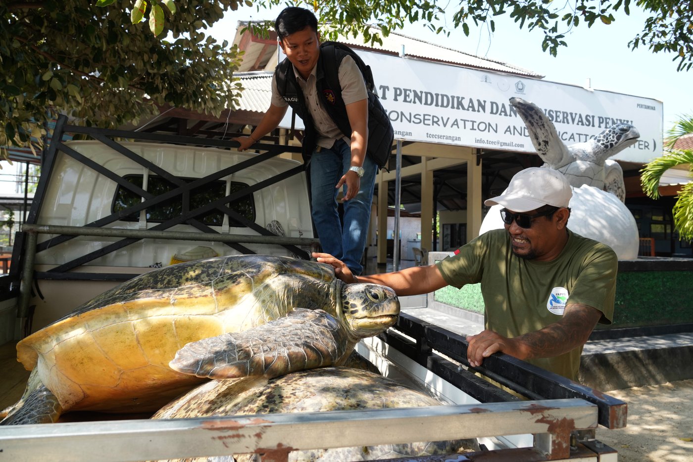 Indonesia returns 20 green sea turtles to the ocean after Bali smuggling raid | iNFOnews.ca