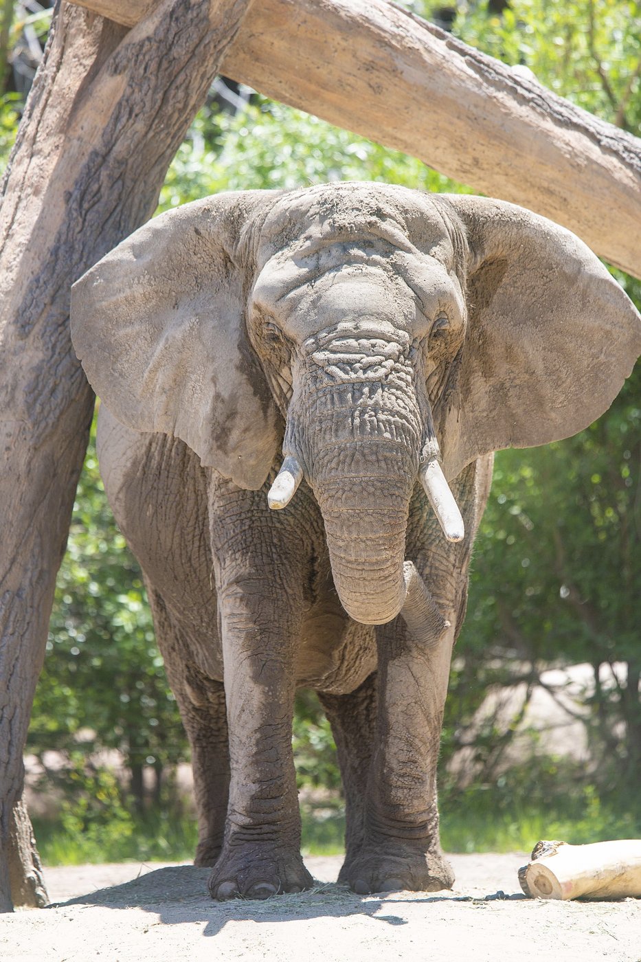 Can an elephant sue to leave a zoo? Colorado's top court must now decide | iNFOnews.ca Can an elephant sue to leave a zoo? Colorado's top court must now decide | iNFOnews.ca